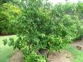 yellow star apple, caimito, camio